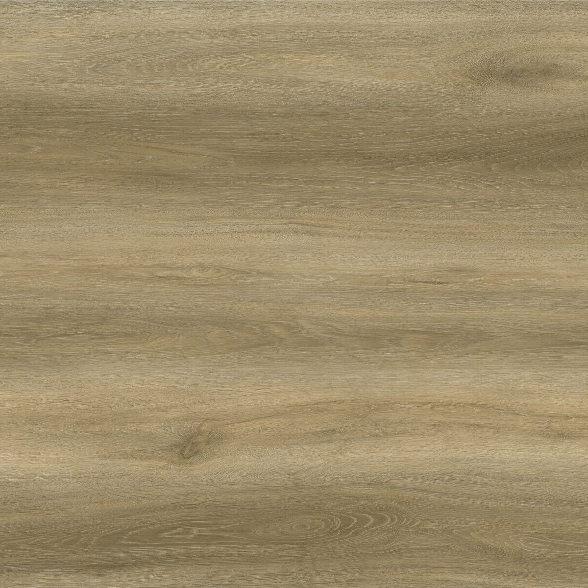 Evolution Origin <br />Wheat